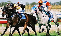 Caballos de carrera