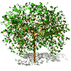 Arbol